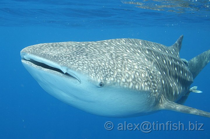 Whale_Shark-175.JPG - The whale shark is not an efficient swimmer since it uses its entire body, unusually for fish and contributes to an average speed of only around 5 kph (3.1 mph)