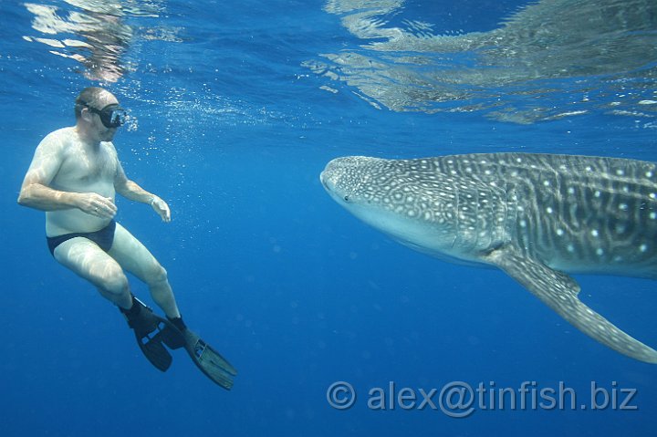 Whale_Shark-182.JPG - The many rows of teeth play no role in feeding