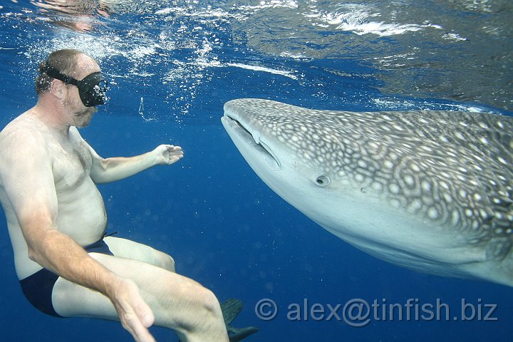 Whale_Shark-183.JPG - Instead, the shark sucks in a mouthful of water, closes its mouth and expels the water through its gills