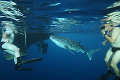 Whale_Shark-008