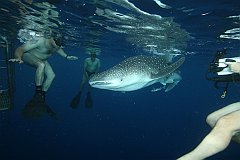 Whale_Shark-052