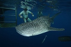 Whale_Shark-053