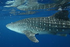 Whale_Shark-060