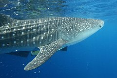 Whale_Shark-106