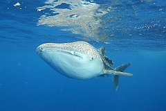 Whale_Shark-117