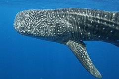 Whale_Shark-121