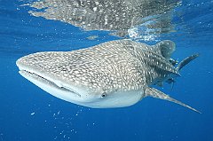 Whale_Shark-142