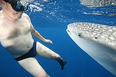 Whale_Shark-152