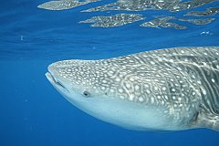 Whale_Shark-163