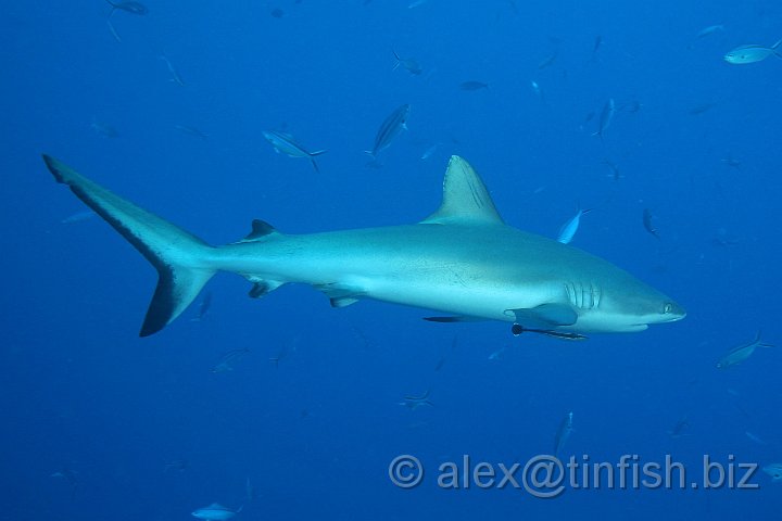 Blue_Corner-035.JPG - Grey Reef Shark