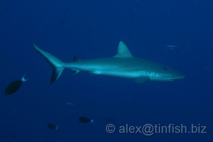 Blue_Corner-063.JPG - Grey Reef Shark