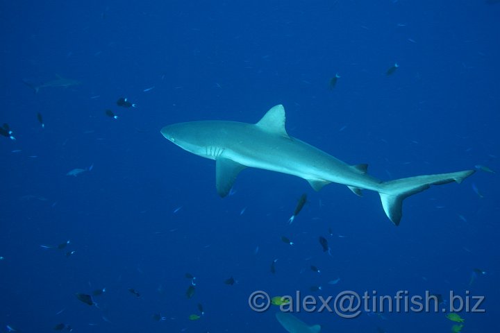 Blue_Corner-069.JPG - Grey Reef Shark