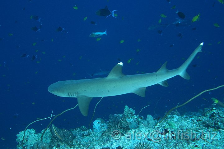 Blue_Corner-079.JPG - White Tip Reef Shark