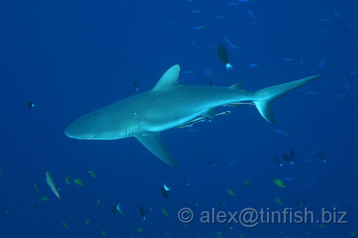 Blue_Corner-086.JPG - Grey Reef Shark