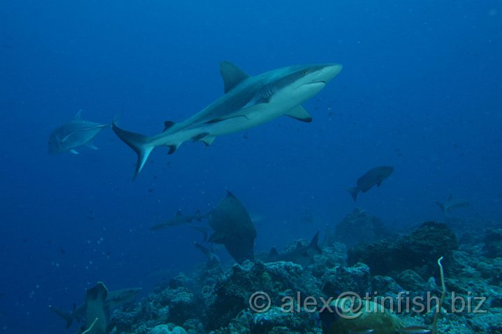 Blue_Corner-092.JPG - Feeding Time