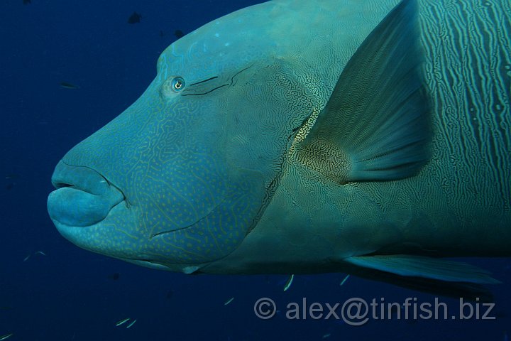 Blue_Corner-114.JPG - Napoleon Wrasse