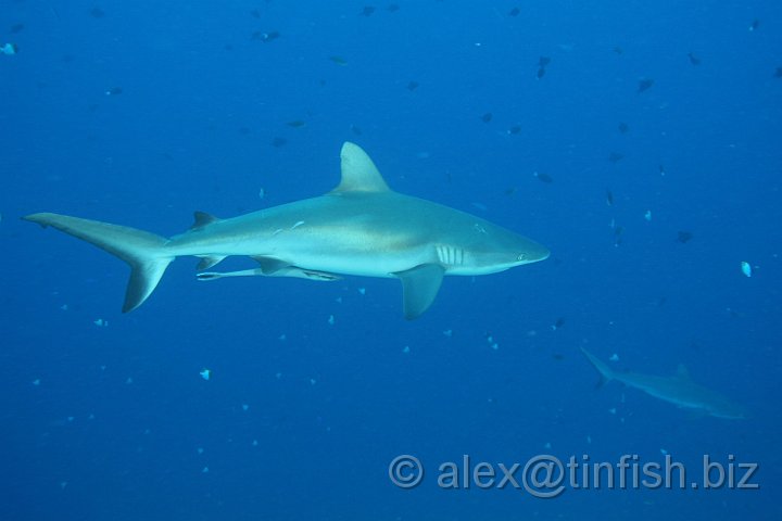 Blue_Corner-146.JPG - Grey Reef Shark