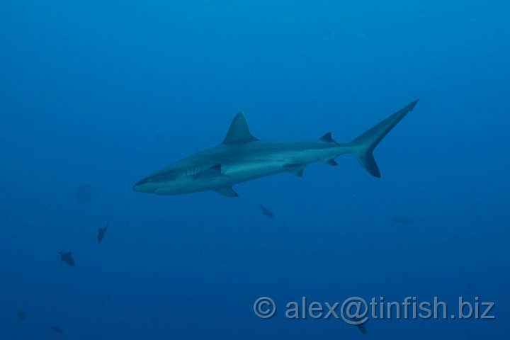 Blue_Corner-171.JPG - Grey Reef Shark