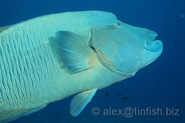 Blue_Corner-220.JPG - Napoleon Wrasse