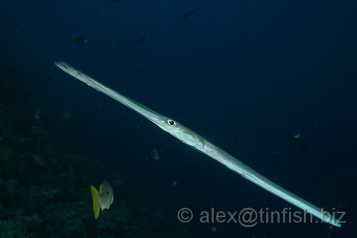 Blue_Hole-044.JPG - Pipe Fish