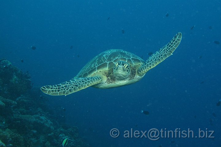 Blue_Hole-053.JPG - Turtle