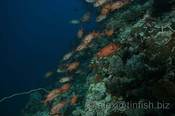 German_Channel-015.JPG - Rabbit Fish