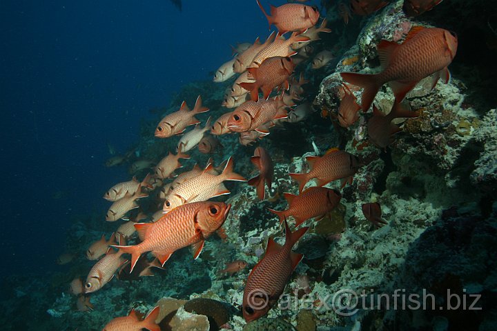 German_Channel-018.JPG - Rabbit Fish