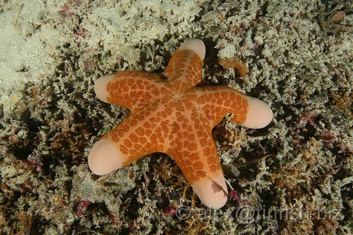 German_Channel-052.JPG - Starfish