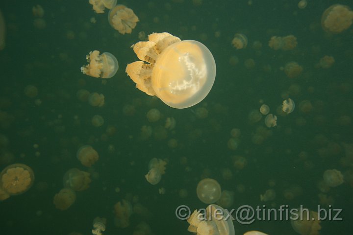 Jellyfish_Lake-013.JPG - Jellyfish Lake