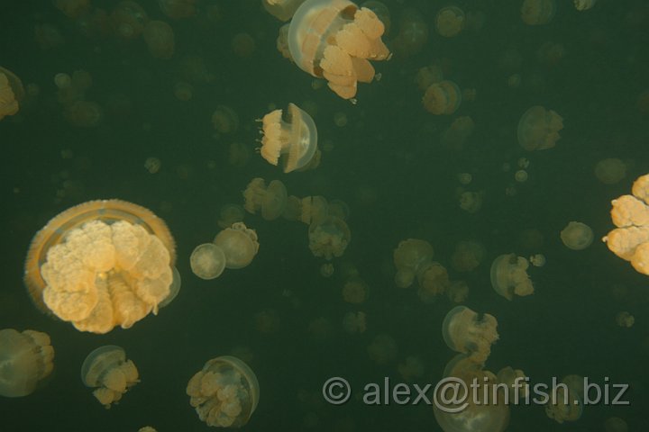 Jellyfish_Lake-015.JPG - Jellyfish Lake