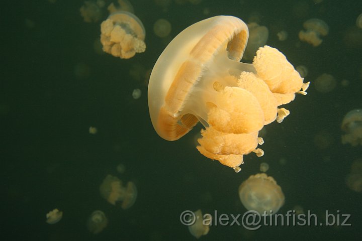 Jellyfish_Lake-016.JPG - Jellyfish Lake