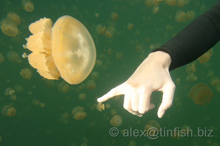 Jellyfish_Lake-063.JPG - Jellyfish Lake