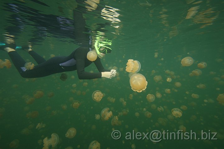 Jellyfish_Lake-069.JPG - Jellyfish Lake