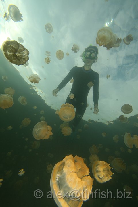 Jellyfish_Lake-101.JPG - Jellyfish Lake