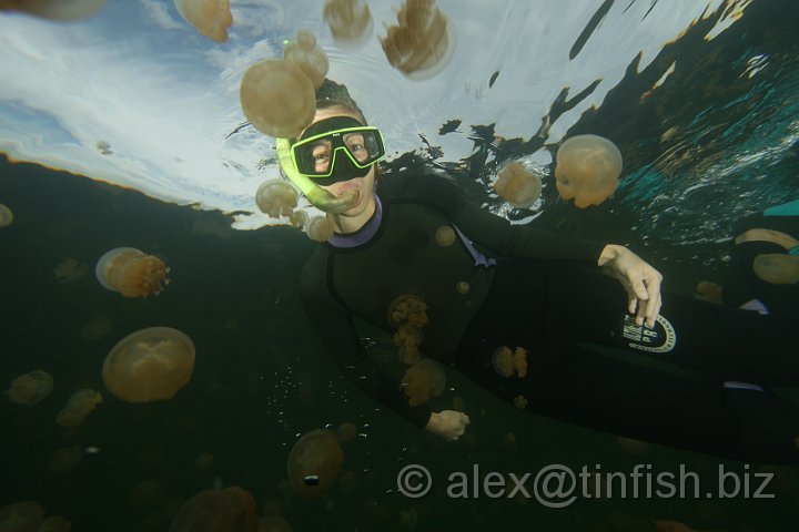 Jellyfish_Lake-115.JPG - Jellyfish Lake