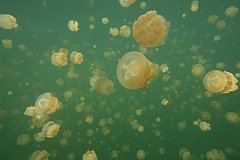 Jellyfish_Lake-027