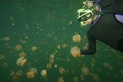 Jellyfish_Lake-061