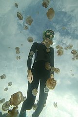 Jellyfish_Lake-114