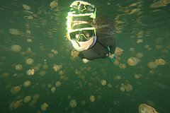 Jellyfish_Lake-171