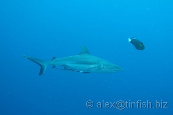 Ulong_Channel-007.JPG - Grey Reef Shark