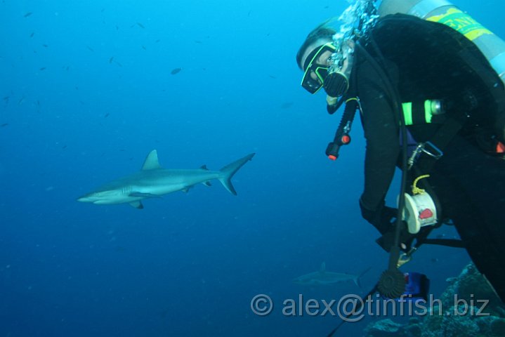 Ulong_Channel-010.JPG - Grey Reef Shark & Maz