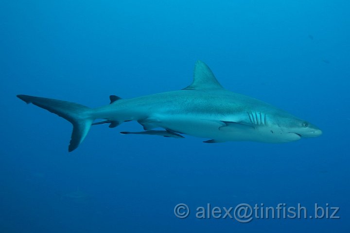 Ulong_Channel-012.JPG - Grey Reef Shark