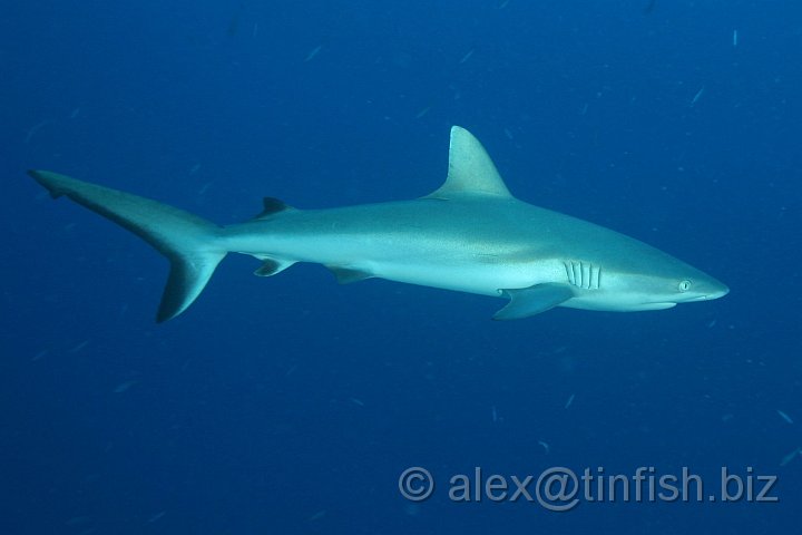 Ulong_Channel-022.JPG - Grey Reef Shark