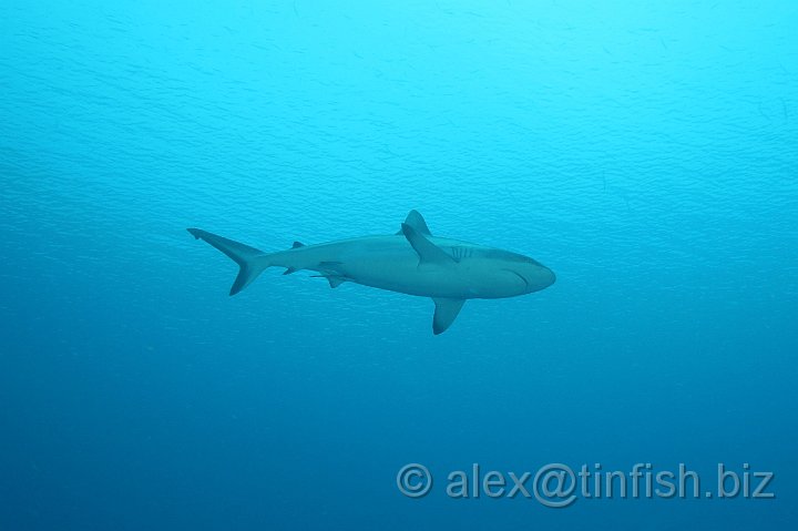 Ulong_Channel-037.JPG - Grey Reef Shark