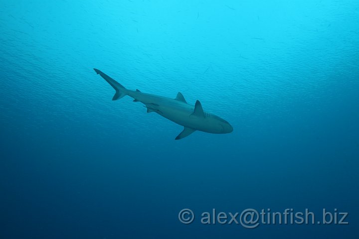 Ulong_Channel-038.JPG - Grey Reef Shark