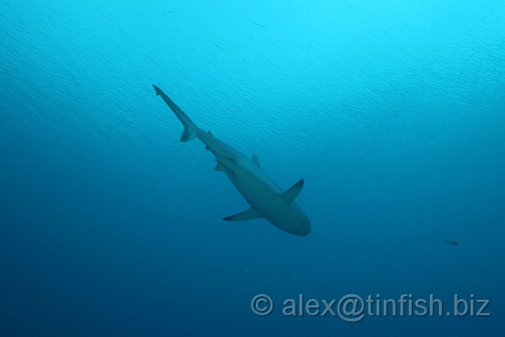 Ulong_Channel-039.JPG - Grey Reef Shark