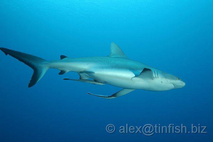 Ulong_Channel-045.JPG - Grey Reef Shark