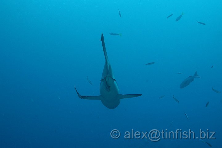 Ulong_Channel-055.JPG - Grey Reef Shark