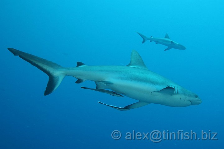 Ulong_Channel-061.JPG - Grey Reef Shark