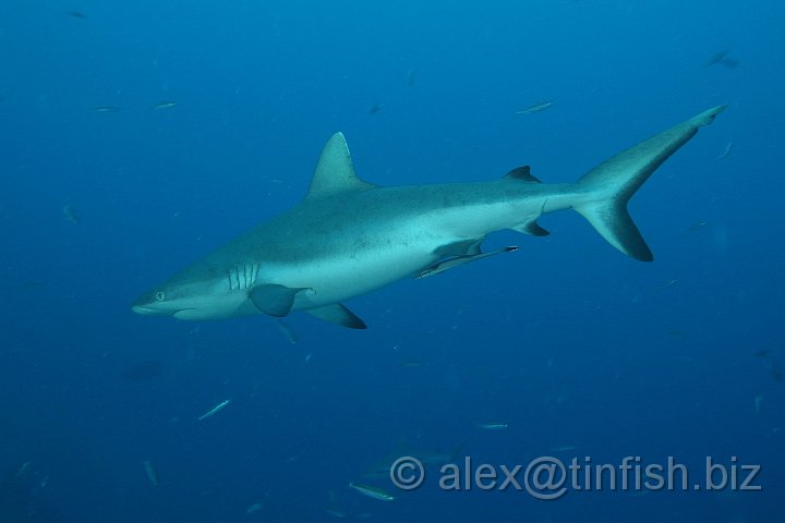 Ulong_Channel-074.JPG - Grey Reef Shark